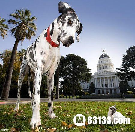 世界上最大的狗排名第4、吉布森犬
