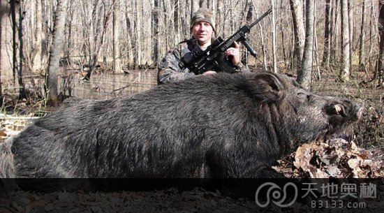 　　美国猎人杰特・韦伯猎杀了重达227公斤的巨大野猪。（网页截图）