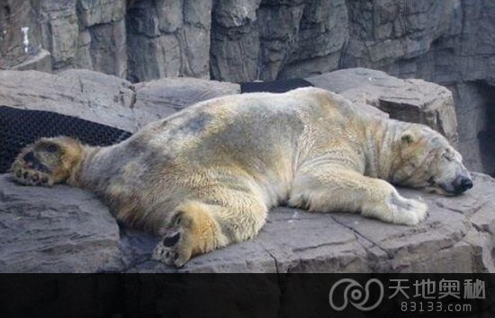阿根廷一家动物园的北极熊被称作“世界上最悲伤的动物”。