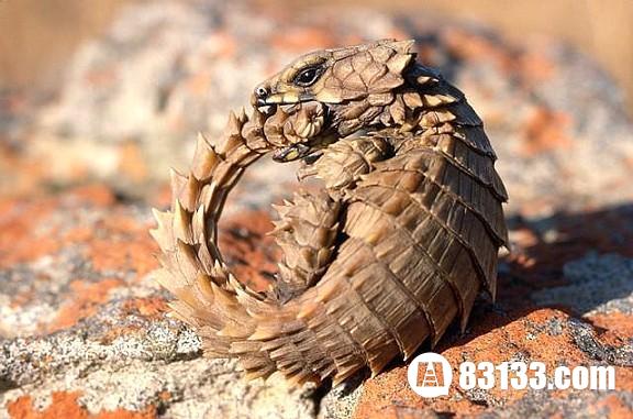 丑陋又可爱的南非犰狳蜥真实图片