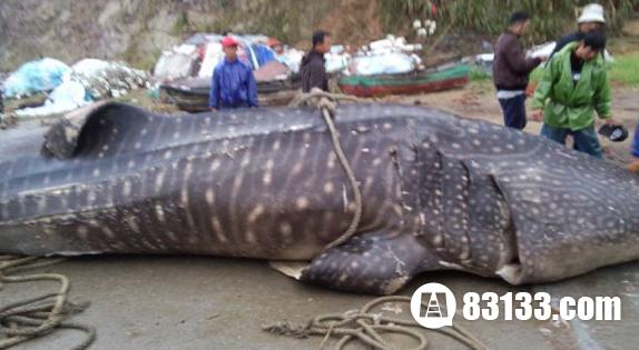 温州渔民捕获的万斤巨无霸