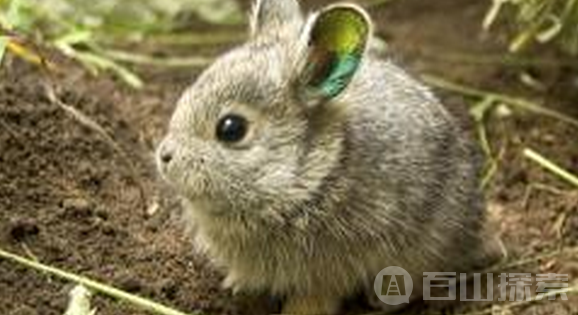 侏儒兔濒临灭绝的珍稀动物
