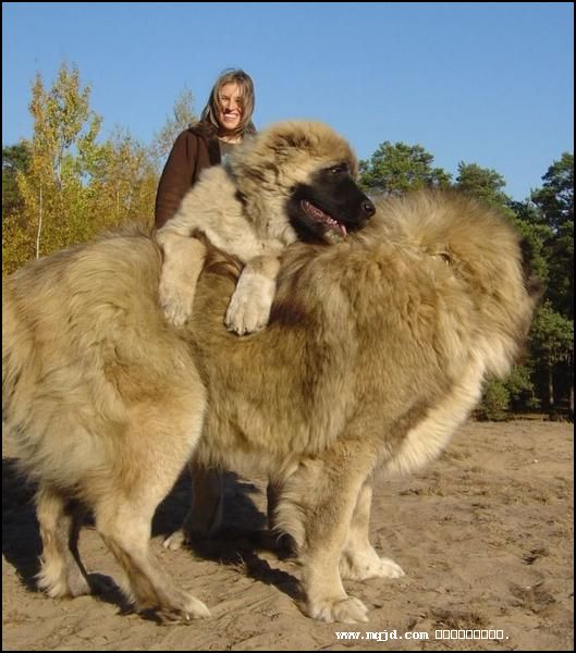 世界上最大的狗排名第9、高加索犬