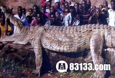 世界上最大鳄鱼