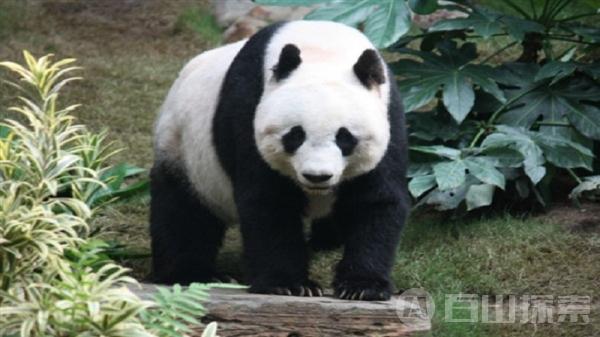 失去人类的保护大熊猫就会灭绝吗