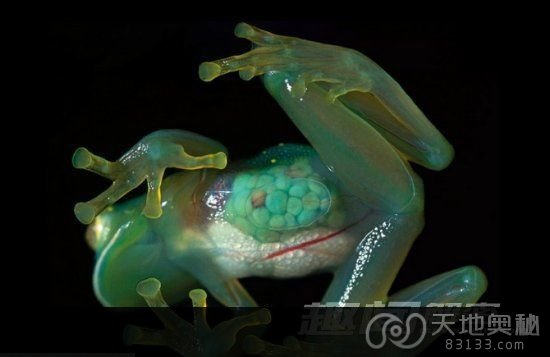玻璃蛙