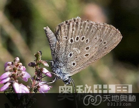 40年来11大灭绝动物：荷兰阿尔康蓝蝶