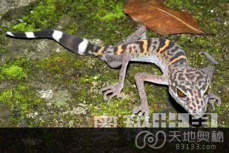 食鸟蛙等大湄公河地区163种新物种频临灭绝
