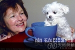 世界上最小的狗跟茶杯差不多大（图）