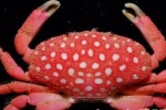台湾发现外形像草莓的草莓螃蟹（图）