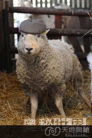 英国“流氓羊”24小时令33只母羊怀孕