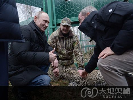 俄罗斯总统普京参观位于索契的波斯豹恢复中心，与小豹子“亲密接触”并合影。