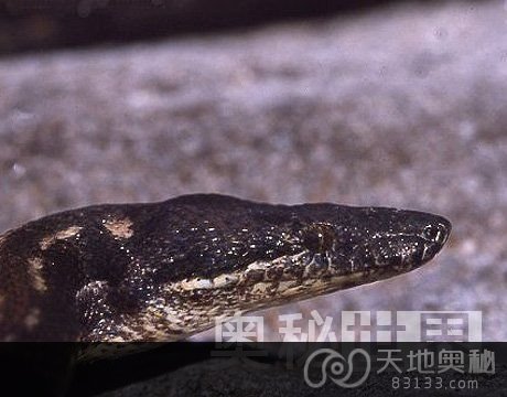 40年来11大灭绝动物：毛里求斯蚺蛇