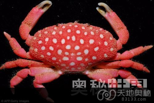 草莓螃蟹
