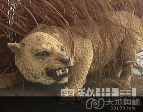 40年来11大灭绝动物：桑给巴尔豹