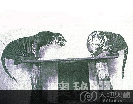 40年来11大灭绝动物：爪哇虎