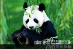 基因组图谱显示大熊猫原