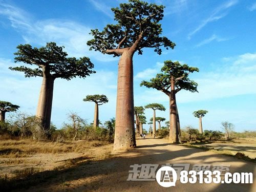 马达加斯加“猴面包树大道”