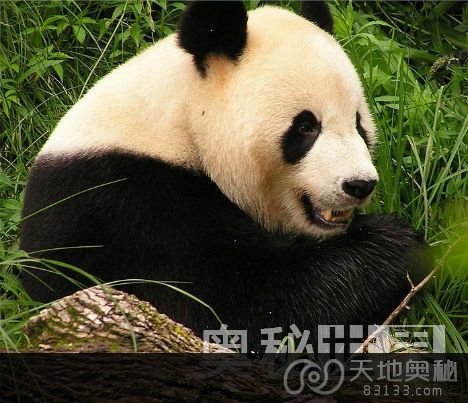 熊猫粪便细菌可以生产生物燃料
