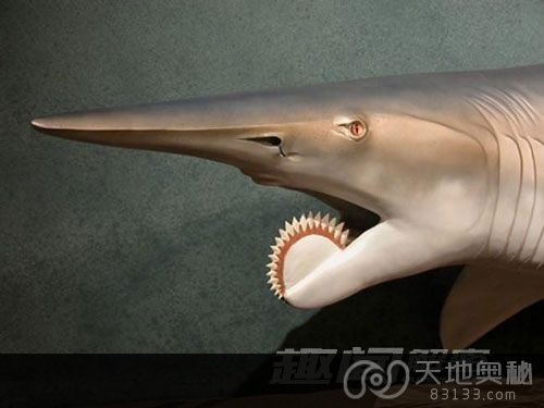 螺纹齿鲨