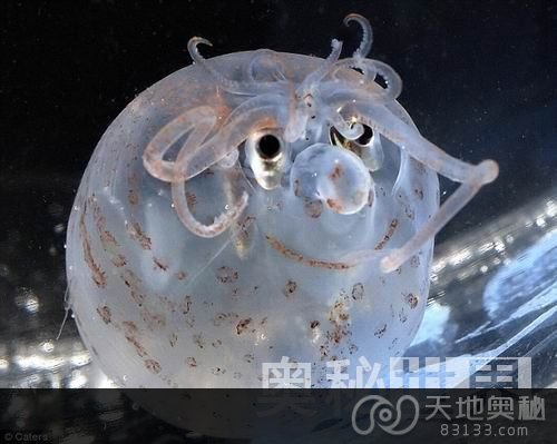 深海发现奇特的小猪章鱼