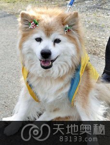 世界最长寿的狗“Pusuke”在日本去世