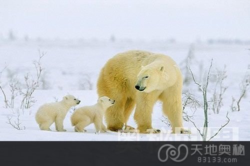 气候变化和污染增多导致北极熊体型越变越小