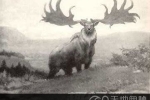 盘点十大灭绝动物：爱尔兰大鹿7700年前灭绝