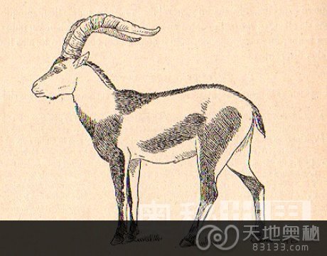 40年来11大灭绝动物：比利牛斯山羊