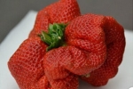 草莓怪物------日本种出史上最大草莓