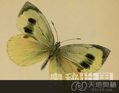 40年来11大灭绝动物：马德拉大白凤蝶