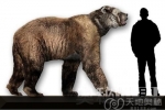 揭秘洞熊灭绝的真正原因（图）