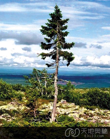 瑞典发现9500年前云杉