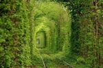 世界真实存在的震撼奇观：绿色火车隧道