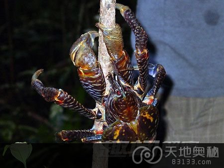 巨型椰子蟹