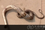 四川发现长着一只脚的怪蛇（图）