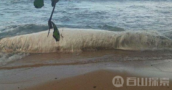 澳大利亚海滩现不明神秘生物