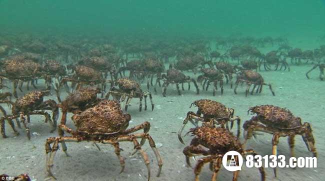 日本蜘蛛蟹在海中