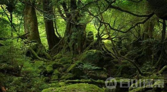 日本15个与众不同的文化