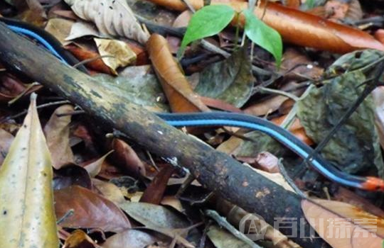 这种蓝色带的毒蛇竟靠吃蛇维生