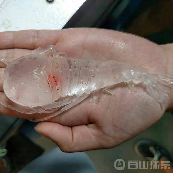 日本现罕见透明“皮皮虾”外型奇特橘色内脏清晰可见