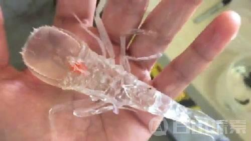 日本现罕见透明“皮皮虾”外型奇特橘色内脏清晰可见