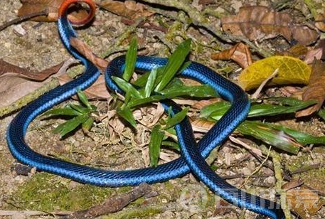 这种蓝色带的毒蛇竟靠吃蛇维生