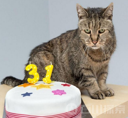 世界最长寿的猫 刚度过31岁生日