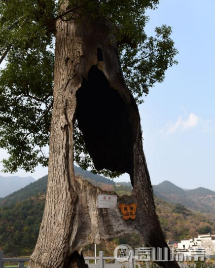 坚强树——空心古樟树已经存活300年