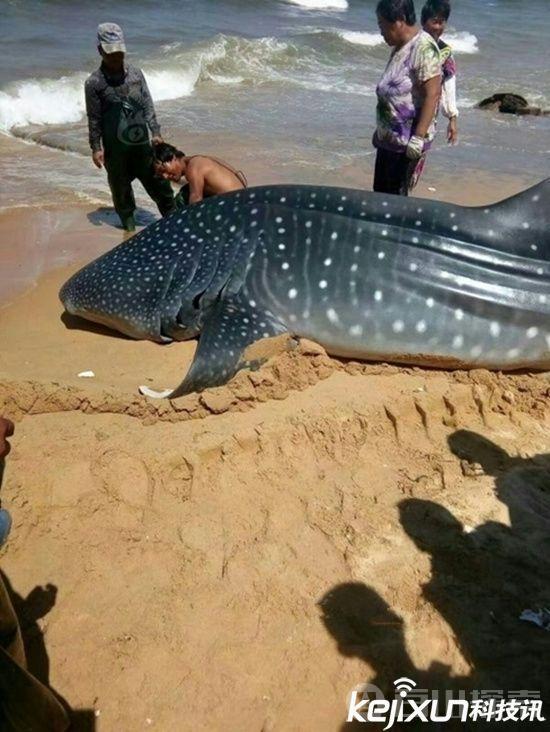 山东渔民近海捕获搁浅鲸鲨
