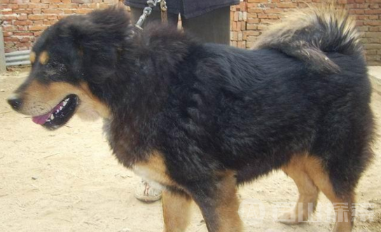 全球10大最贵的狗 中国藏獒上榜