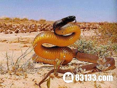 世界十大毒蛇