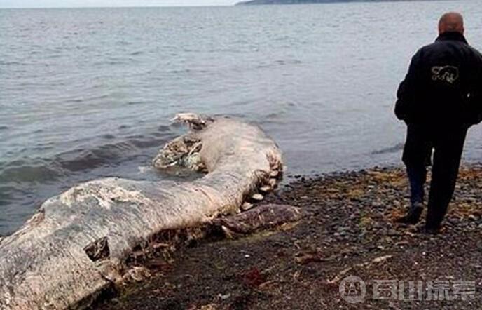 俄罗斯惊现巨型海兽 探究不一样的深海世界