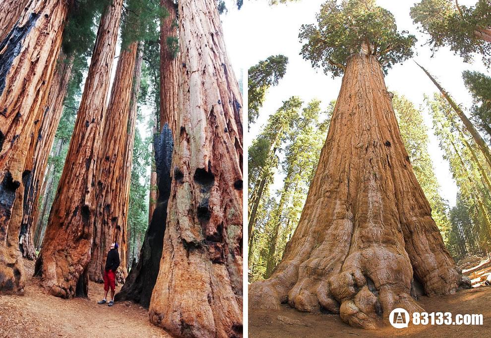 世界上最大的树，20人合抱才能绕一圈